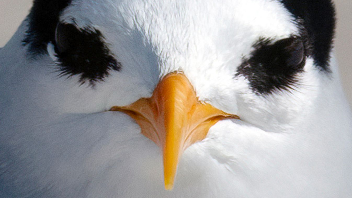 Der am meisten bedrohte Vogel Neuseelands: die Australseeschwalbe. - Foto: Darren Markin/Department of Conservation/dpa