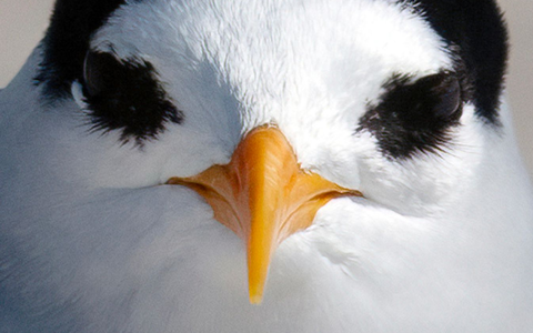 Der am meisten bedrohte Vogel Neuseelands: die Australseeschwalbe. - Foto: Darren Markin/Department of Conservation/dpa