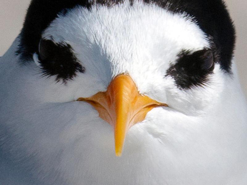 Der am meisten bedrohte Vogel Neuseelands: die Australseeschwalbe. - Foto: Darren Markin/Department of Conservation/dpa