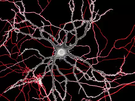 PhD „Mental Health and Neuroscience“ an KL Krems akkreditiert - Foto: presseportal.de