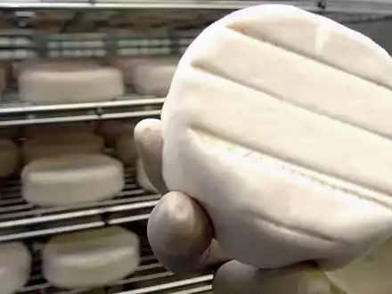 Es wäre möglich, Camembert mit anderen Pilzstämmen zu fermentieren. - Foto: Jochen Eckel/Zentralbild/dpa