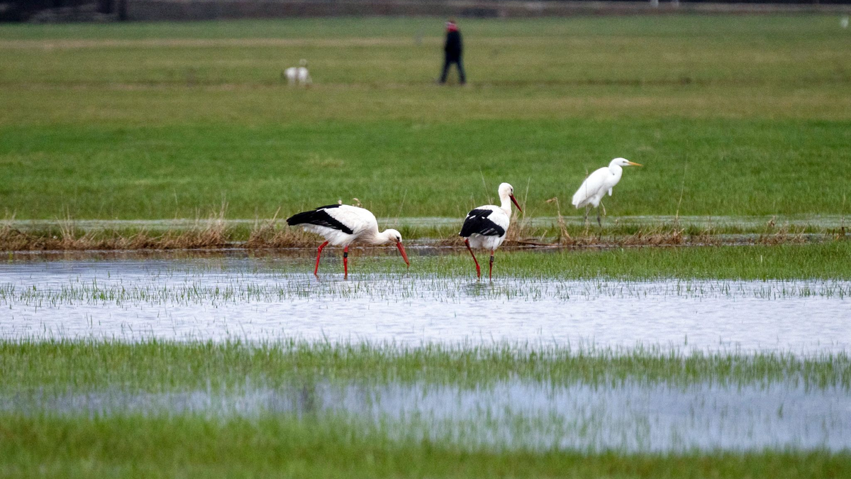 Bei den Weißstörchen, bei denen vielerorts die Rückkehr aus den Winterquartieren gemeldet wird, seien keine Anomalien bekannt, sagt Nabu-Experte Heiermann. - Foto: Pia Bayer/dpa