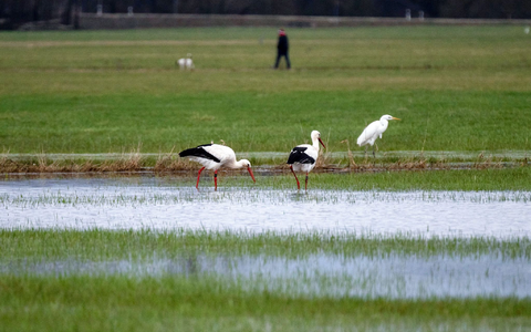Bei den Weißstörchen, bei denen vielerorts die Rückkehr aus den Winterquartieren gemeldet wird, seien keine Anomalien bekannt, sagt Nabu-Experte Heiermann. - Foto: Pia Bayer/dpa