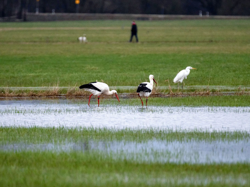 Bei den Weißstörchen, bei denen vielerorts die Rückkehr aus den Winterquartieren gemeldet wird, seien keine Anomalien bekannt, sagt Nabu-Experte Heiermann. - Foto: Pia Bayer/dpa