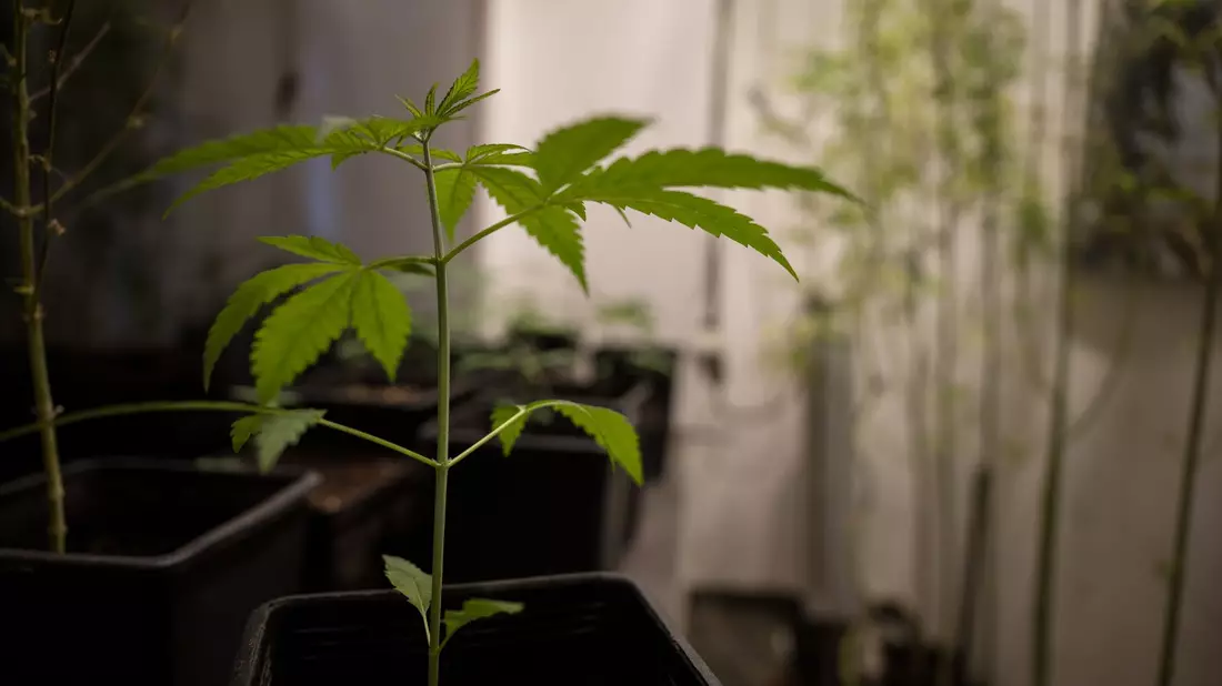 Erlaubt werden soll für Erwachsene ab 18 Jahren grundsätzlich der Besitz von bis zu 25 Gramm Cannabis zum Eigenkonsum. In der eigenen Wohnung sollen drei lebende Cannabispflanzen legal werden und bis zu 50 Gramm Cannabis zum Eigenkonsum. - Bild: Sebastian Gollnow/dpa