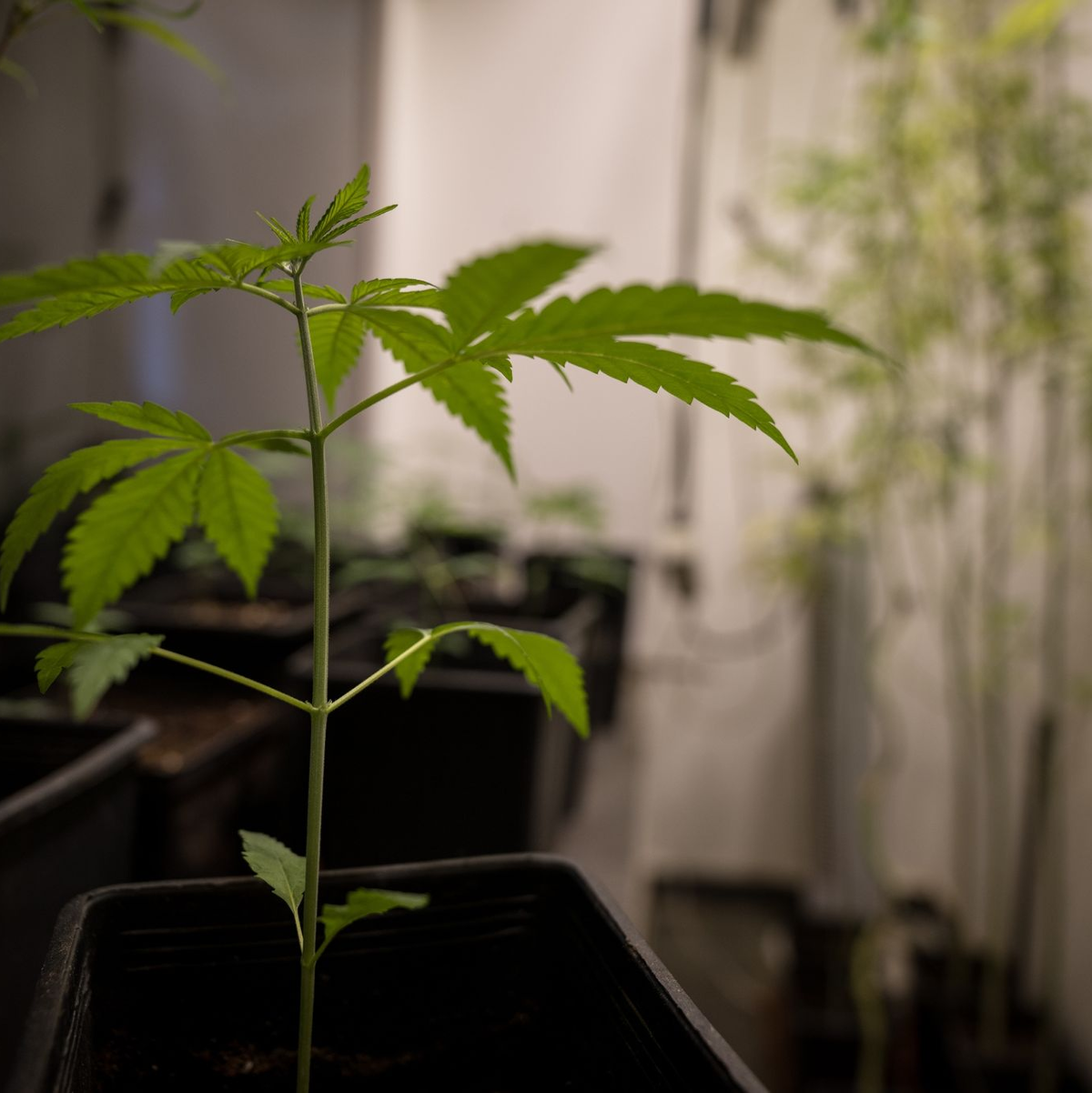 Erlaubt werden soll für Erwachsene ab 18 Jahren grundsätzlich der Besitz von bis zu 25 Gramm Cannabis zum Eigenkonsum. In der eigenen Wohnung sollen drei lebende Cannabispflanzen legal werden und bis zu 50 Gramm Cannabis zum Eigenkonsum. - Foto: Sebastian Gollnow/dpa