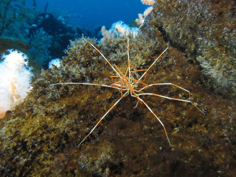Zwei Asselspinnen der Art Colossendeis megalonyx liegen aufeinander. Einem Forschungsteam ist es gelungen, ein seit über 140 Jahren ungelöstes Mysterium aufzuklären. - Foto: R. Robbins/dpa
