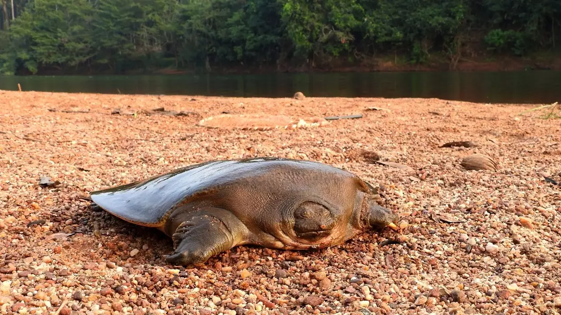 Die Cantors Riesen-Weichschildkröte ist unter anderem infolge der Zerstörung ihres Lebensraums als «vom Aussterben bedroht» auf der Roten Liste bedrohter Arten der Weltnaturschutzunion (IUCN) eingestuft. - Bild: Ayushi Jain/Oryx/dpa