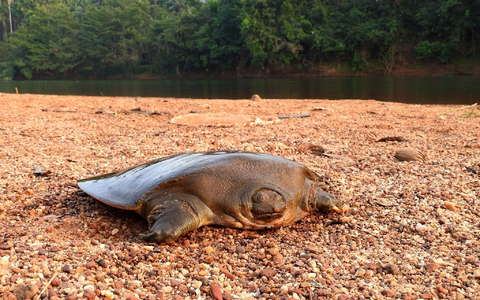 Die Cantors Riesen-Weichschildkröte ist unter anderem infolge der Zerstörung ihres Lebensraums als «vom Aussterben bedroht» auf der Roten Liste bedrohter Arten der Weltnaturschutzunion (IUCN) eingestuft. - Foto: Ayushi Jain/Oryx/dpa