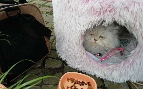 POL-OS: Bramsche: Eigentümerin von Perserkatze gesucht - Polizei bittet um Mithilfe - Foto: presseportal.de