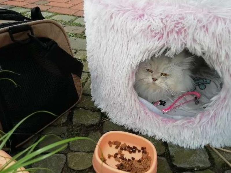 POL-OS: Bramsche: Eigentümerin von Perserkatze gesucht - Polizei bittet um Mithilfe - Foto: presseportal.de