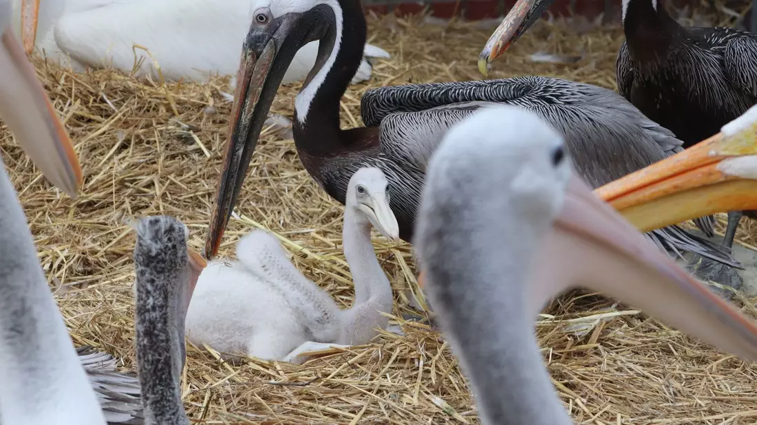 Zwei Adoptivväter kümmern sich im Berliner Tierpark um ein kleines Fleckschnabelpelikan-Küken. - Bild: -/Tierpark Berlin/dpa