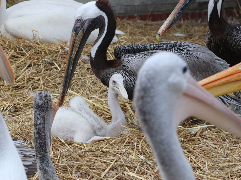 Zwei Adoptivväter kümmern sich im Berliner Tierpark um ein kleines Fleckschnabelpelikan-Küken. - Foto: -/Tierpark Berlin/dpa