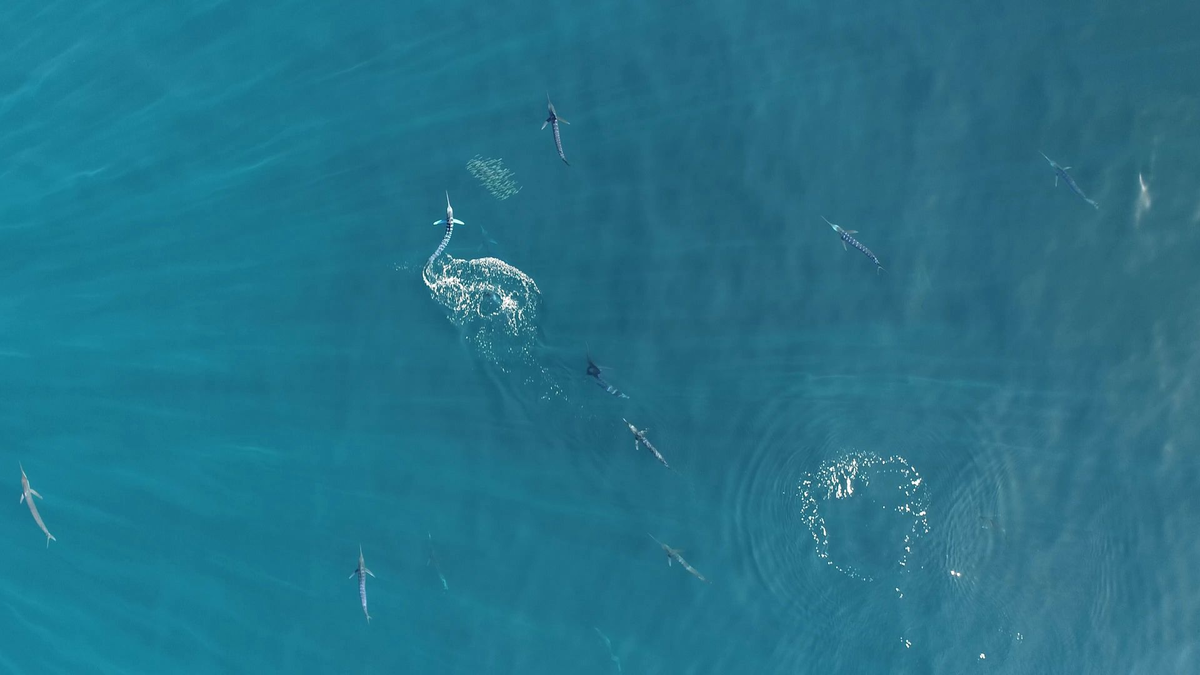 Gestreifte Marline gehören zu den schnellsten Raubfischen der Welt. - Foto: Alicia Burns/Current Biology/EurekAlert/dpa