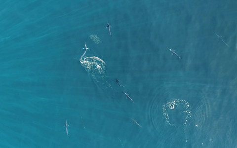 Gestreifte Marline gehören zu den schnellsten Raubfischen der Welt. - Foto: Alicia Burns/Current Biology/EurekAlert/dpa