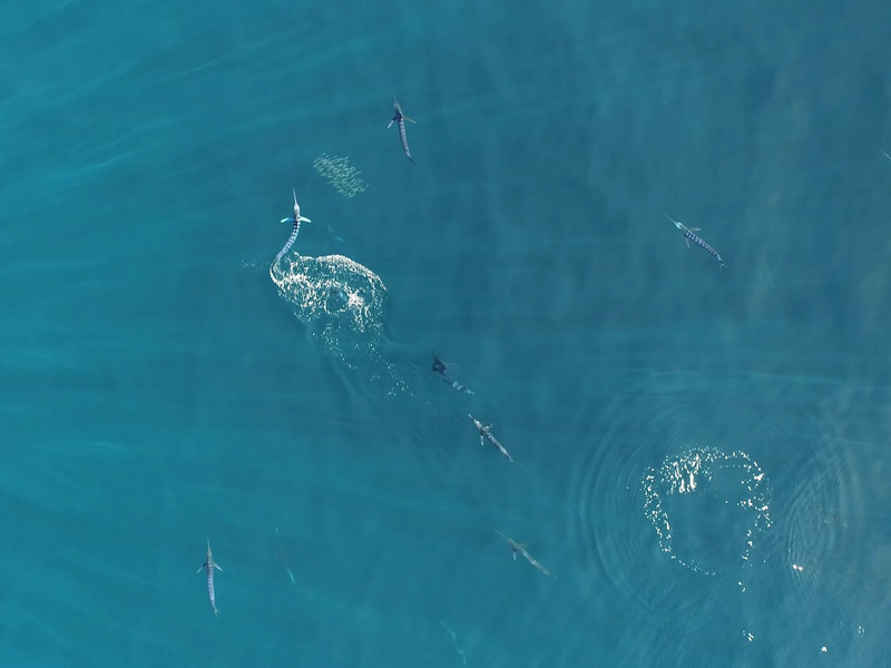 Gestreifte Marline gehören zu den schnellsten Raubfischen der Welt. - Foto: Alicia Burns/Current Biology/EurekAlert/dpa