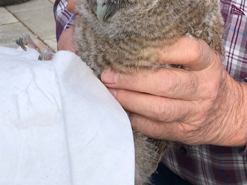 FW-M: Waldkauz-Jungtier gerettet (Sendling) - Foto: presseportal.de