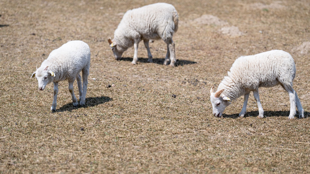 Aktuell gebe es lediglich im Osten Sachsens, Brandenburgs und Mecklenburg-Vorpommerns noch einzelne Regionen, in denen trockenere Böden registriert werden. - Foto: Fabian Sommer/dpa