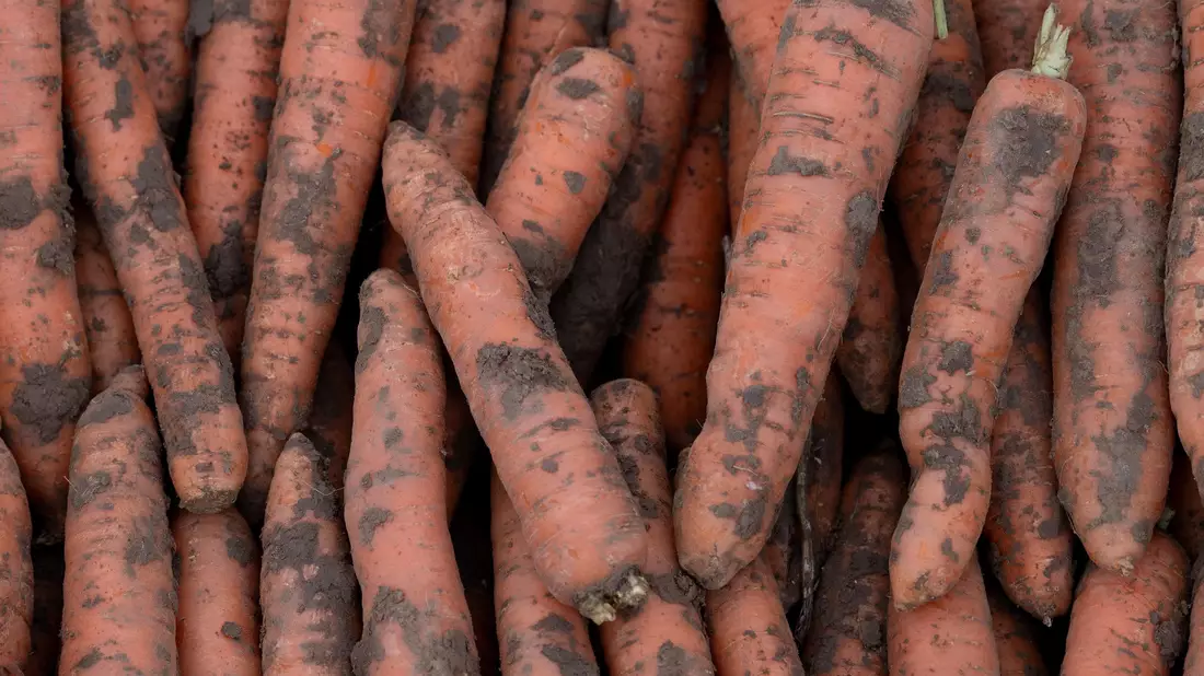 Im vergangenen Jahr wurden in Deutschland 3,9 Millionen Tonnen Gemüse geerntet. - Bild: Swen Pförtner/dpa