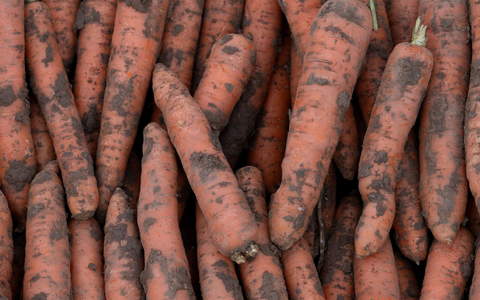 Im vergangenen Jahr wurden in Deutschland 3,9 Millionen Tonnen Gemüse geerntet. - Foto: Swen Pförtner/dpa