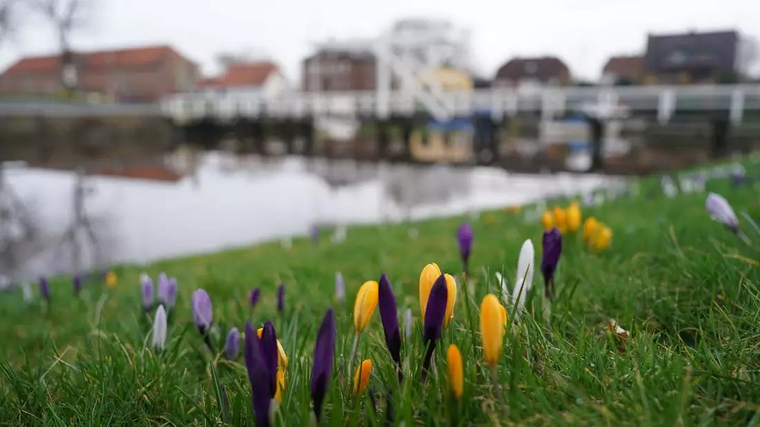 Krokusse auf einer Wiese im historischen Hafen von Tönning. - Bild: Marcus Brandt/dpa
