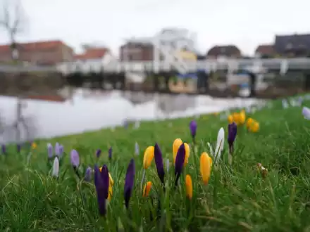 Krokusse auf einer Wiese im historischen Hafen von Tönning. - Foto: Marcus Brandt/dpa
