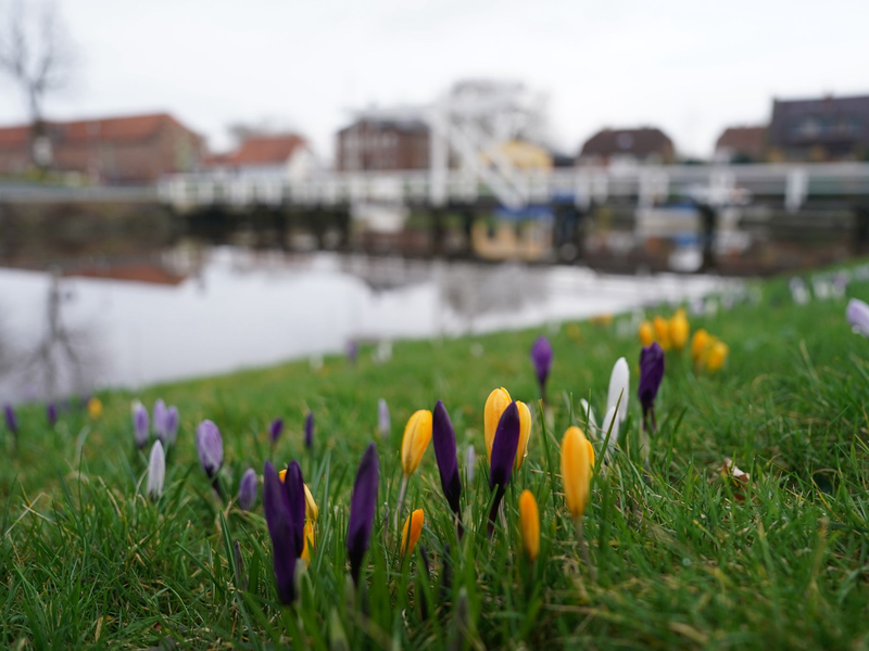 Krokusse auf einer Wiese im historischen Hafen von Tönning. - Foto: Marcus Brandt/dpa