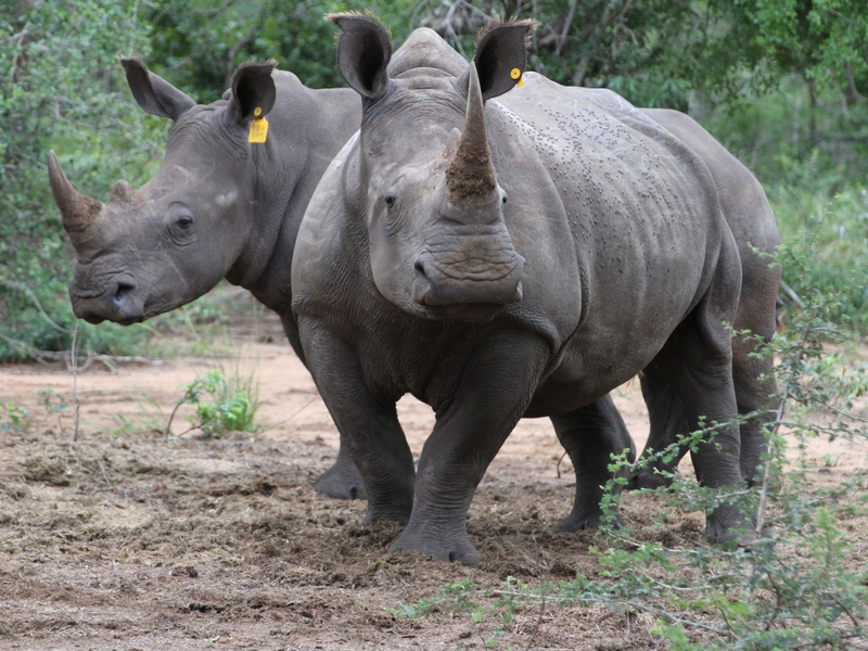 Zwei Breitmaulnashörner in einem Naturschutzgebiet in Südafrikas KwaZulu-Natal Provinz. - Foto: Kristin Palitza/dpa