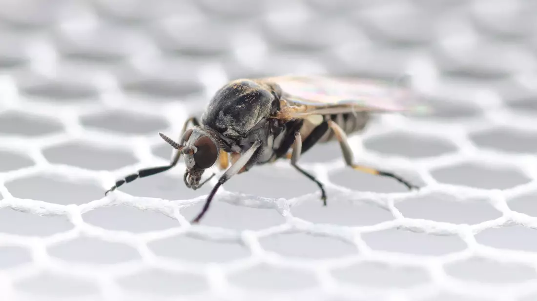 In Deutschland wurden bisher 57 Kriebelmücken-Arten entdeckt. - Bild: Dorian D. Doerge/Senckenberg Biodiversität und Klima Forschungszentrum/dpa