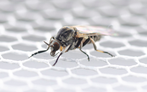 In Deutschland wurden bisher 57 Kriebelmücken-Arten entdeckt. - Foto: Dorian D. Doerge/Senckenberg Biodiversität und Klima Forschungszentrum/dpa