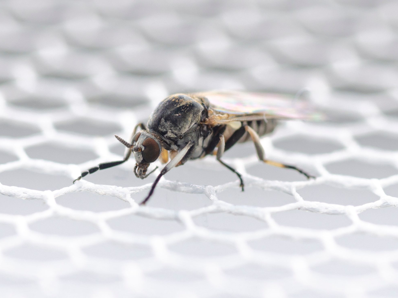 In Deutschland wurden bisher 57 Kriebelmücken-Arten entdeckt. - Foto: Dorian D. Doerge/Senckenberg Biodiversität und Klima Forschungszentrum/dpa