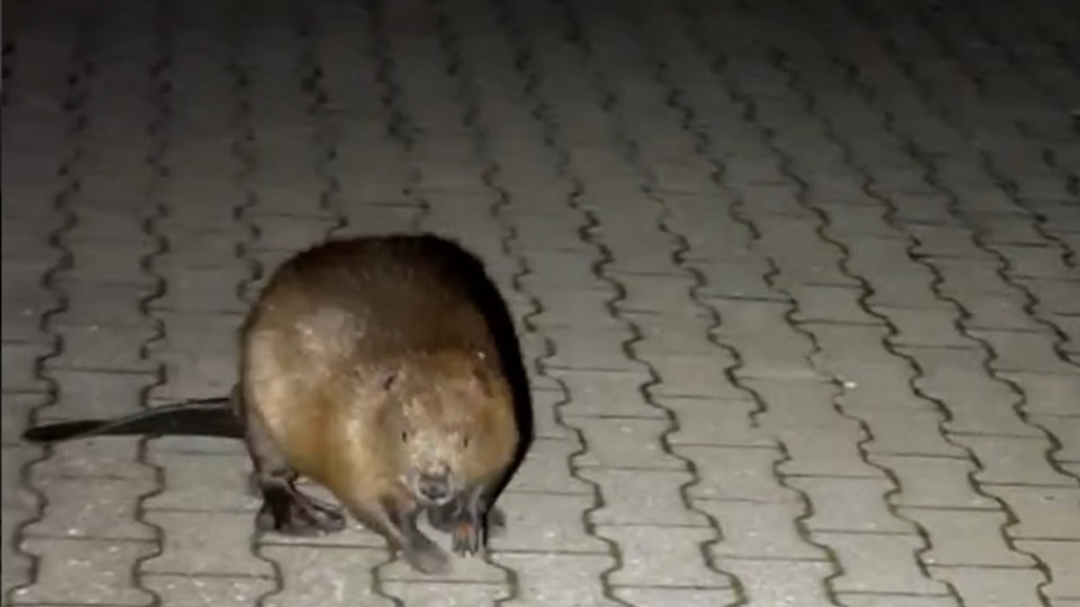 POL-PDTR: Ein Biber auf Umwegen - Nächtlicher Spaziergang durch Idar-Oberstein - Foto: presseportal.de