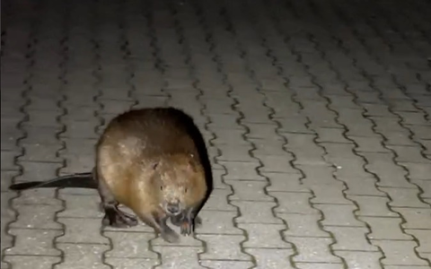 POL-PDTR: Ein Biber auf Umwegen - Nächtlicher Spaziergang durch Idar-Oberstein - Foto: presseportal.de POL-PDTR: Ein Biber auf Umwegen - Nächtlicher Spaziergang durch Idar-Oberstein - Foto: presseportal.de