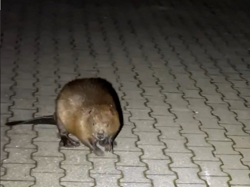 POL-PDTR: Ein Biber auf Umwegen - Nächtlicher Spaziergang durch Idar-Oberstein - Foto: presseportal.de