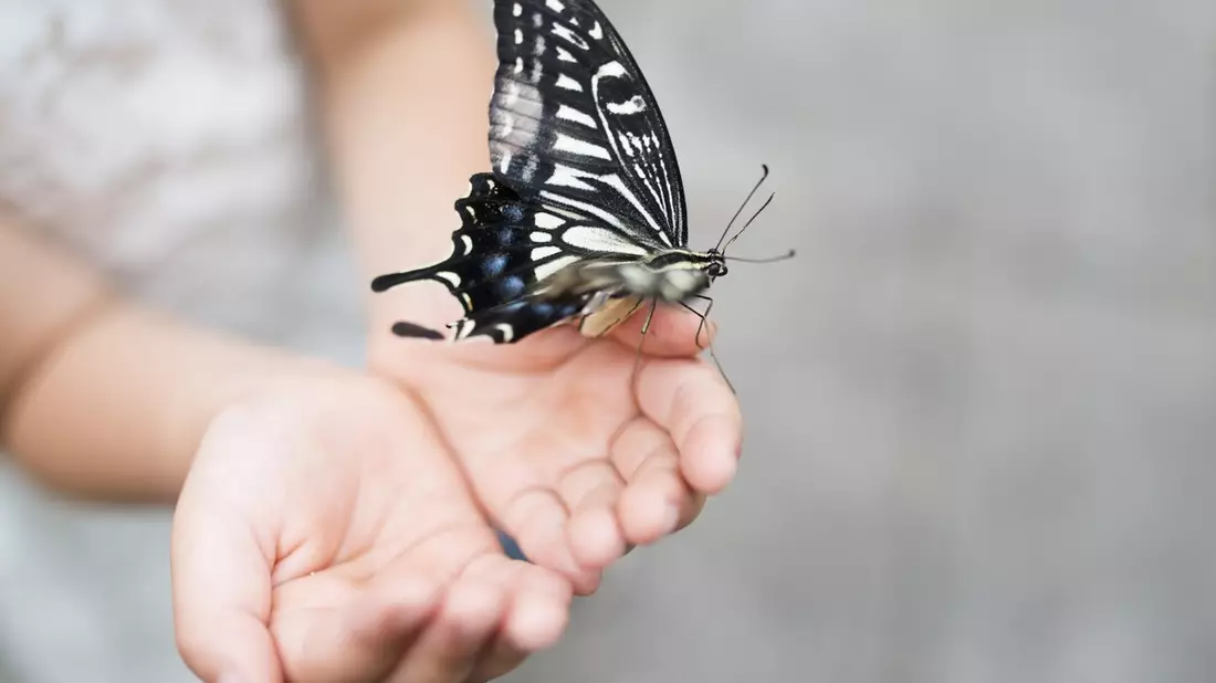 Forschungserfolg bei Rare Disease / RHEACELL erhält positives Signal für beschleunigtes Stammzell-Entwicklungsprogramm bei seltener Schmetterlingskrankheit - Bild: presseportal.de