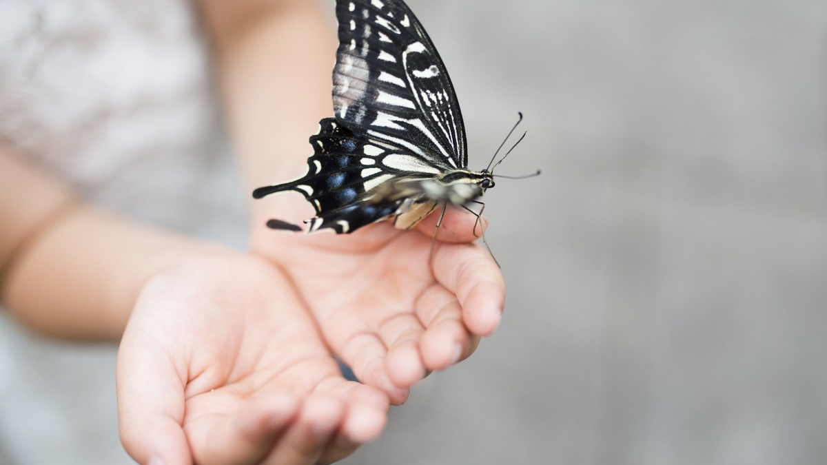 Forschungserfolg bei Rare Disease / RHEACELL erhält positives Signal für beschleunigtes Stammzell-Entwicklungsprogramm bei seltener Schmetterlingskrankheit - Foto: presseportal.de
