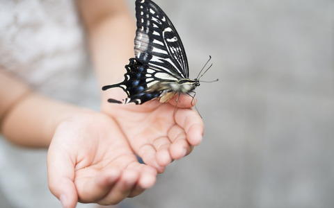 Forschungserfolg bei Rare Disease / RHEACELL erhält positives Signal für beschleunigtes Stammzell-Entwicklungsprogramm bei seltener Schmetterlingskrankheit - Foto: presseportal.de