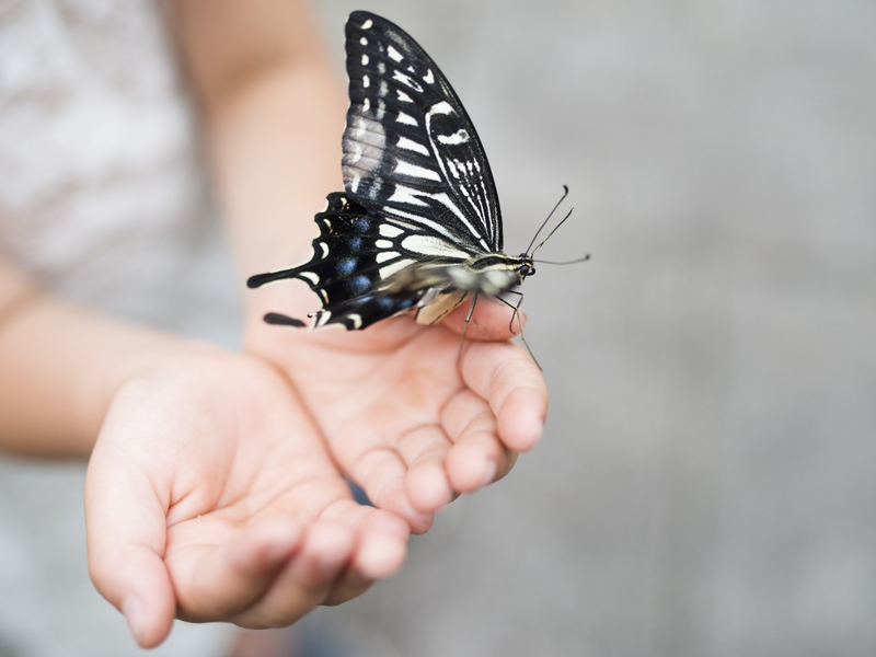 Forschungserfolg bei Rare Disease / RHEACELL erhält positives Signal für beschleunigtes Stammzell-Entwicklungsprogramm bei seltener Schmetterlingskrankheit - Foto: presseportal.de