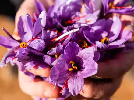 Safranblüten nach der Ernte - Foto: Germania Pharmazeutika/Pharmactive Biotech über pressetext.de