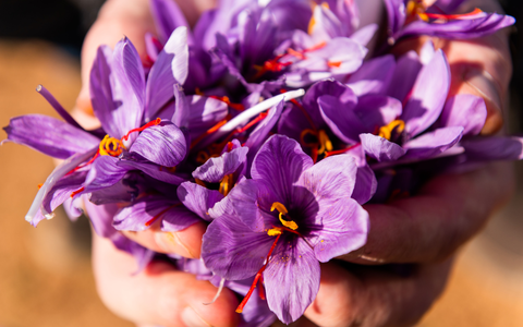 Safranblüten nach der Ernte - Foto: Germania Pharmazeutika/Pharmactive Biotech über pressetext.de