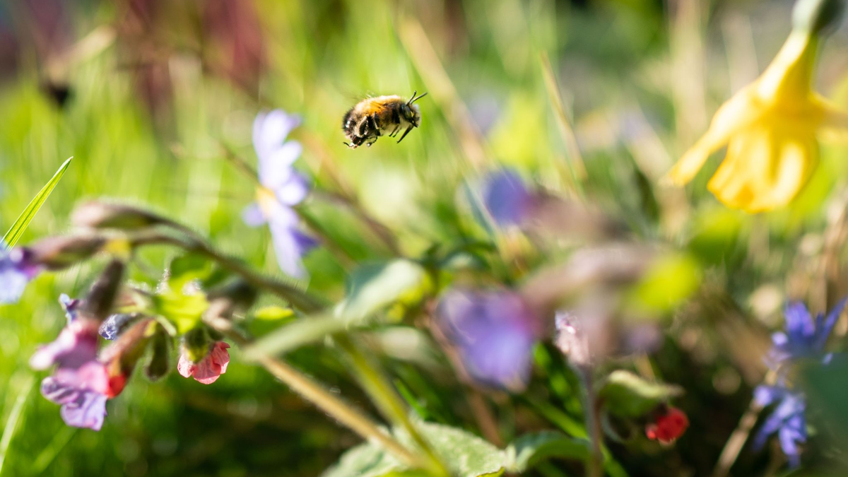 Auf einer natürlichen Blumenwiese von der Fläche eines Basketballfelds können etwa 60.000 Insekten leben. - Foto: Frank Rumpenhorst/dpa