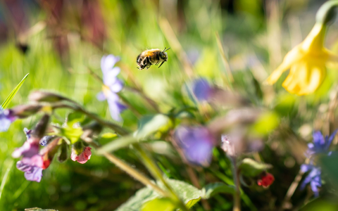 Auf einer natürlichen Blumenwiese von der Fläche eines Basketballfelds können etwa 60.000 Insekten leben. - Foto: Frank Rumpenhorst/dpa