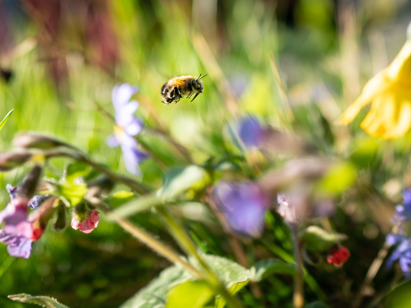 Auf einer natürlichen Blumenwiese von der Fläche eines Basketballfelds können etwa 60.000 Insekten leben. - Foto: Frank Rumpenhorst/dpa