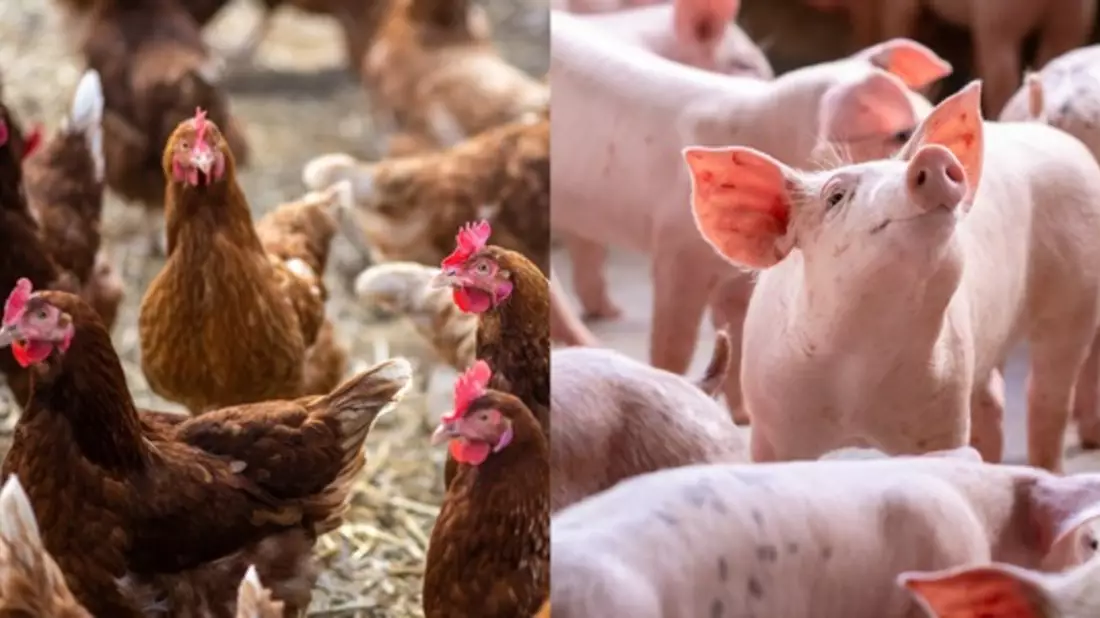 Lidl in Deutschland setzt sich neue Ziele für höhere Haltungsformen / Heimische Erzeugung, höhere Tierwohlstandards, ein eigenes Label und Tiergesundheit im Fokus - Bild: presseportal.de