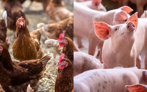 Lidl in Deutschland setzt sich neue Ziele fĂŒr höhere Haltungsformen / Heimische Erzeugung, höhere Tierwohlstandards, ein eigenes Label und Tiergesundheit im Fokus - Foto: presseportal.de Lidl in Deutschland setzt sich neue Ziele fĂŒr höhere Haltungsformen / Heimische Erzeugung, höhere Tierwohlstandards, ein eigenes Label und Tiergesundheit im Fokus - Foto: presseportal.de