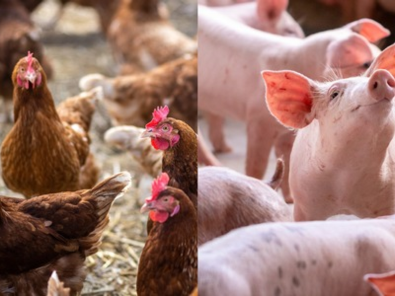 Lidl in Deutschland setzt sich neue Ziele für höhere Haltungsformen / Heimische Erzeugung, höhere Tierwohlstandards, ein eigenes Label und Tiergesundheit im Fokus - Foto: presseportal.de