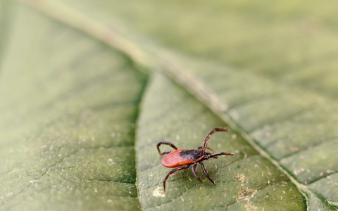 Gefahr durch Zecken: RKI weist zwei neue FSME-Risikogebiete aus / Empfehlung zur FSME-Vorsorge - Foto: presseportal.de