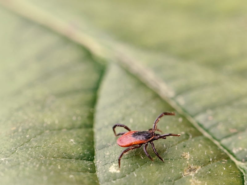 Gefahr durch Zecken: RKI weist zwei neue FSME-Risikogebiete aus / Empfehlung zur FSME-Vorsorge - Foto: presseportal.de