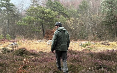 Die im Trentino lebenden Bären sind dort stark umstritten. (Archivbild) - Foto: Robert Messer/dpa