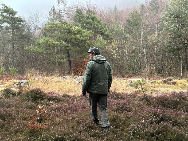Die im Trentino lebenden Bären sind dort stark umstritten. (Archivbild) - Foto: Robert Messer/dpa